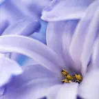 Zilās hiacintes