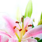 Lilijas